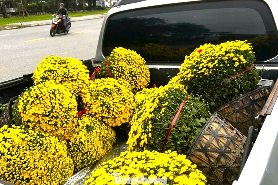 Theo các nhà vườn, sát tết, cúc mâm xôi có thể tăng giá lên trên dưới 200.000đ/chậu. Dù khan hàng nhưng so với năm trước, mức giá cũng tương đồng vì năm nay kinh tế khó khăn, người dân thắt chặt chi tiêu nên phải bán giá hợp lý.