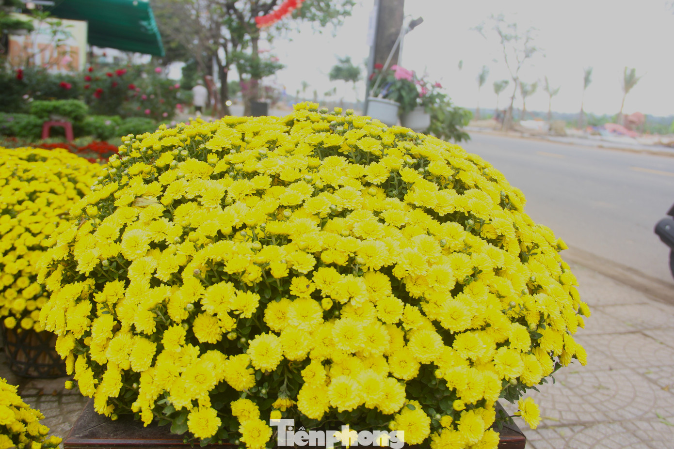 Những vườn có cúc mâm xôi nở sớm kinh nghiệm rằng, số hoa này bán cho các cơ quan, quán cà phê, nhà hàng chưng trước Tết rất phù hợp.