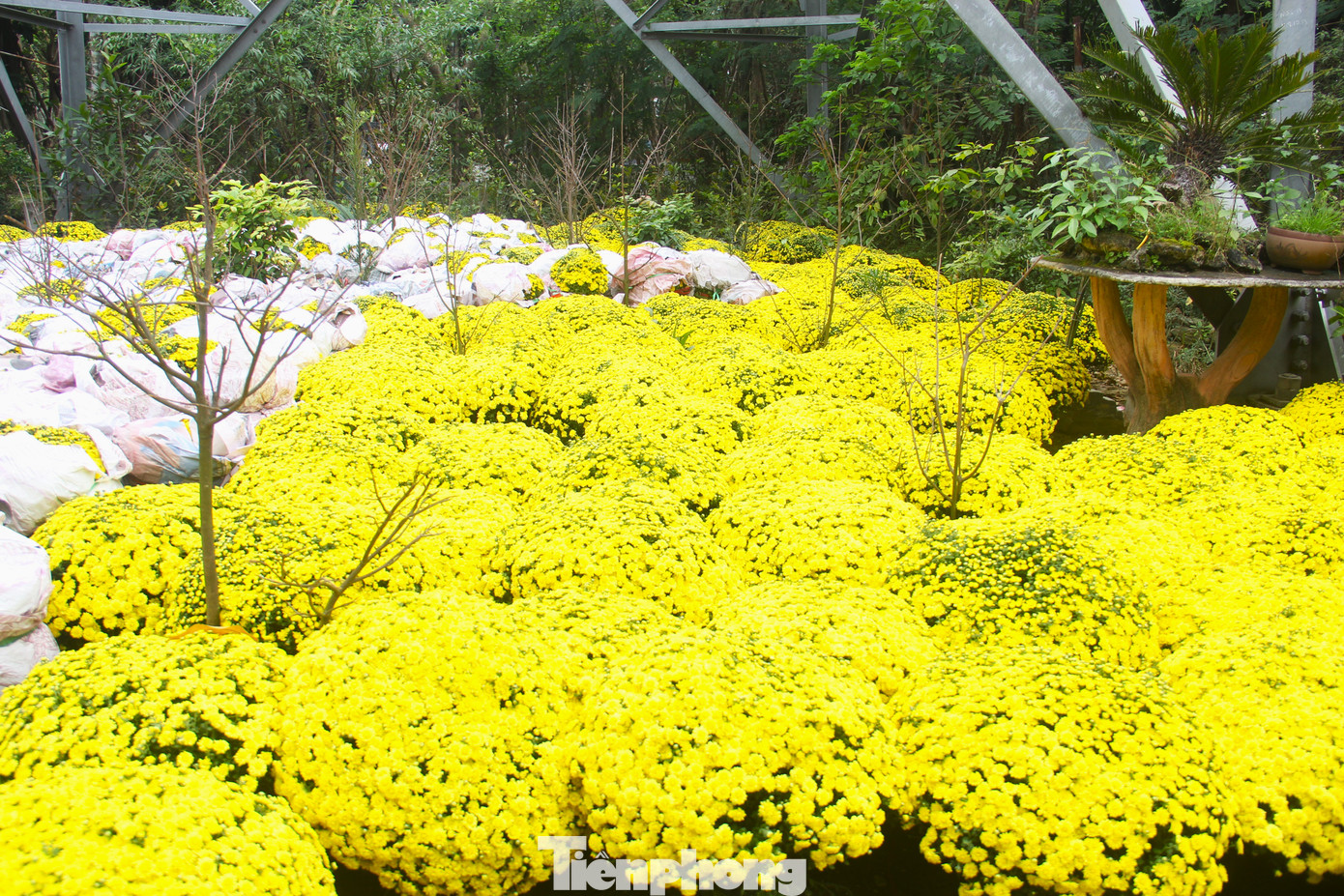 Những vườn có cúc mâm xôi nở sớm kinh nghiệm rằng, số hoa này bán cho các cơ quan, quán cà phê, nhà hàng chưng trước Tết rất phù hợp.