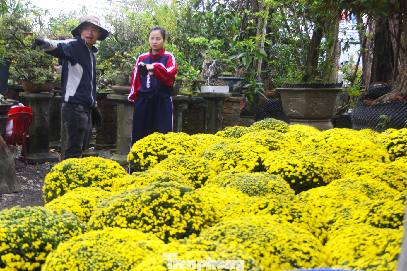 Theo các nhà vườn, sát tết, cúc mâm xôi có thể tăng giá lên trên dưới 200.000đ/chậu. Dù khan hàng nhưng so với năm trước, mức giá cũng tương đồng vì năm nay kinh tế khó khăn, người dân thắt chặt chi tiêu nên phải bán giá hợp lý.