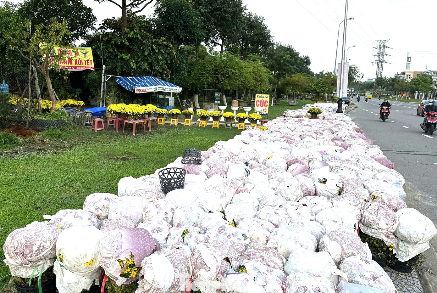 Chị Yến Loan, chủ một vườn cúc mâm xôi sỉ cuối đường Lê Thanh Nghị (quận Hải Châu) cho hay đã nhập 30.000 chậu về bỏ cho bạn hàng. Hiện tại mối sỉ đặt thêm chị không nhận nữa do không có hàng. "Nay tới Tết tôi về thêm 2000 chậu nữa, nhưng cũng không đủ hàng bán", chị lo lắng.