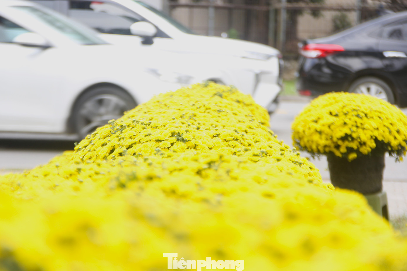 Những vườn có cúc mâm xôi nở sớm kinh nghiệm rằng, số hoa này bán cho các cơ quan, quán cà phê, nhà hàng chưng trước Tết rất phù hợp.