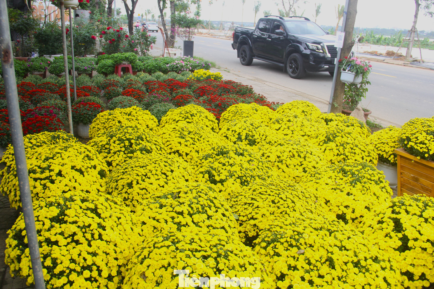 Cúc mâm xôi trong một nhà vườn tại quận Cẩm Lệ nở sớm hơn các loại hoa khác. Chủ nhà vườn cho hay năm nay các vườn ở phía Nam đều chung tình trạng cúc nở sớm, khi nhập về tới Đà Nẵng đã bắt đầu bung to. "Còn hơn 2 tuần nữa mới tới Tết nhưng giờ cúc nở vàng rực rồi nên người mua kén lắm. Tâm lý khách là mua phải trừ hao, chứ mới đầu năm mà đã héo, tàn thì rất kiêng kỵ", chủ nhà vườn nói. Ảnh: Thanh Hiền.