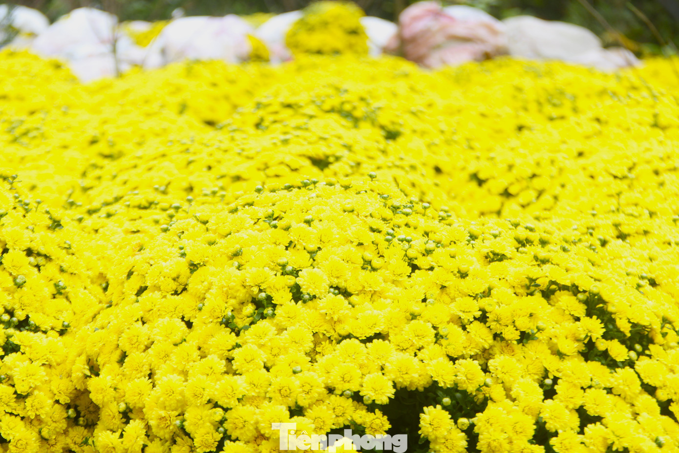 Trong khi đó, một vựa sỉ cúc mâm xôi khác tại quận Hải Châu có đến hơn 10.000 chậu cúc đã nở vàng. "Giờ không hãm được nữa, đành bán giá rẻ từ 115.000 đồng/chậu. Cúc mâm xôi bông có cánh kép, nở hết rìa xong nở tới nụ. Trừ những chậu đã nở sạch bách rồi thì thôi, nếu còn nụ thì vẫn còn chơi Tết được", chủ vựa giải thích.