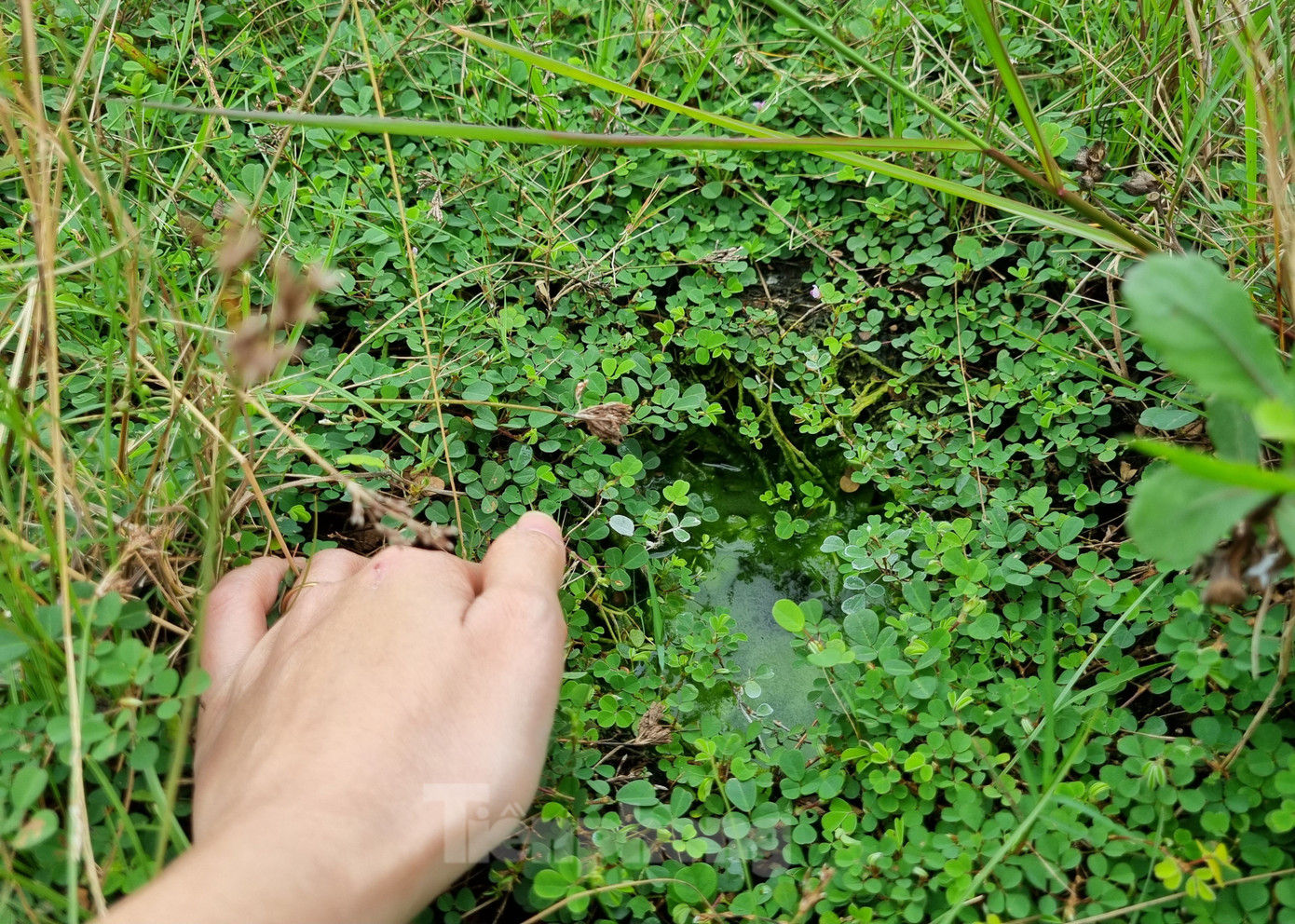 Đáng nói, nhiều hố bị cỏ vùi lấp. Nếu không quan sát kỹ sẽ không thể nào biết bên dưới là hố sâu. Những “chiếc bẫy” này có thể bẫy chân của người lớn, và rất nguy hiểm với trẻ nhỏ.