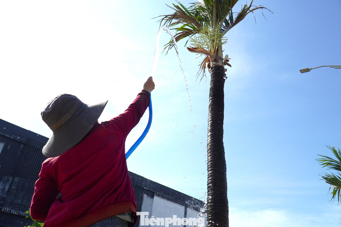 Chị Nguyễn Thị Quỳnh (quê Gia Lai) xuống Đà Nẵng làm gần một tuần qua. Công việc của chị là tưới hàng cây mới trồng trên đường 2/9. Những cây thấp dưới mặt đất tưới dễ, nhưng hàng dừa cao,chị phải ngẩng đầu với tay xịt nước, hứng trọn ánh mặt trời chói chang. Đứng giữa trời tưới khoảng 2 tiếng đồng hồ, người chị ướt sũng mồ hôi như vừa tắm xong.