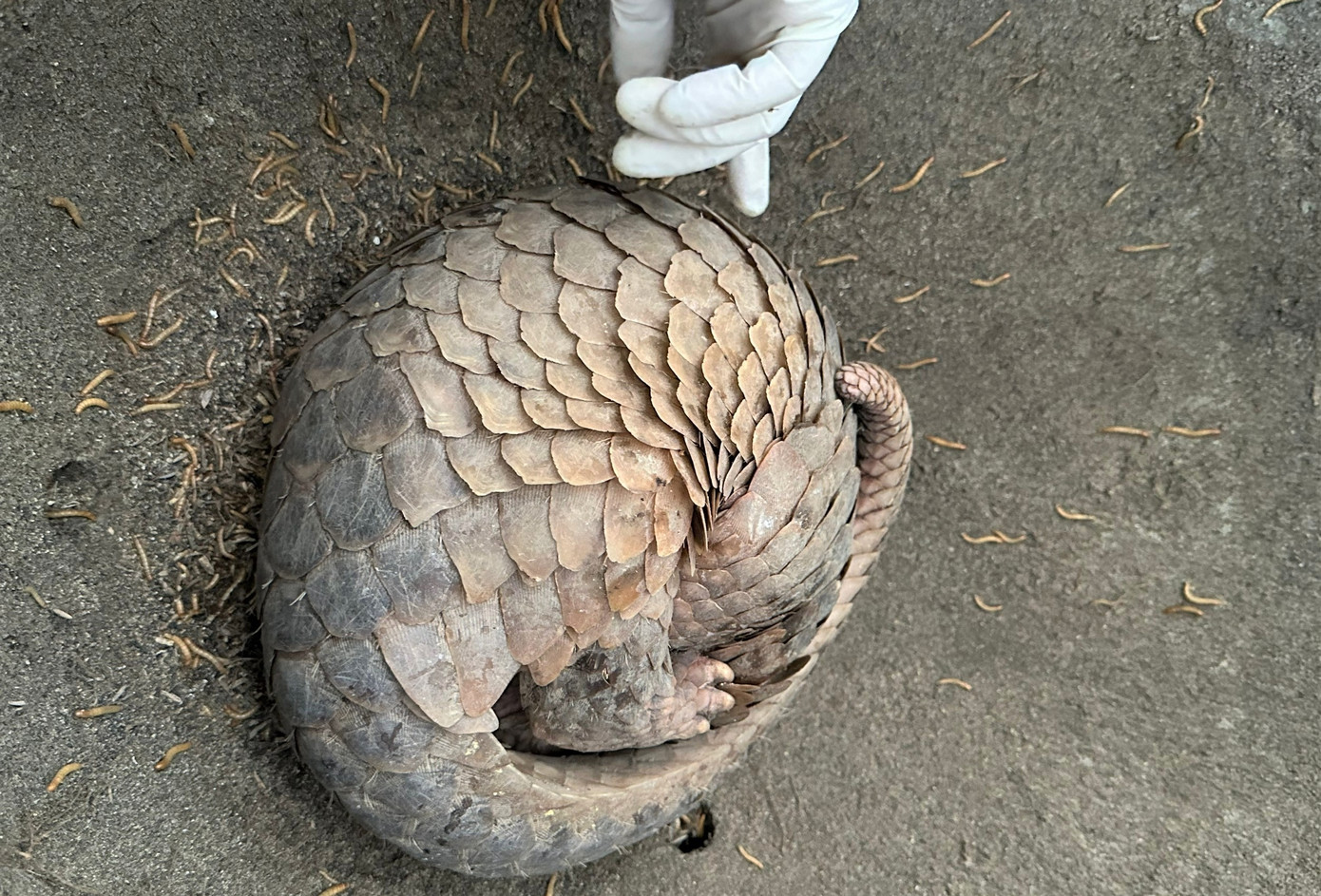 Con tê tê nặng 4kg và đang bị thương ở chân Con tê tê nặng 4kg và đang bị thương ở chân