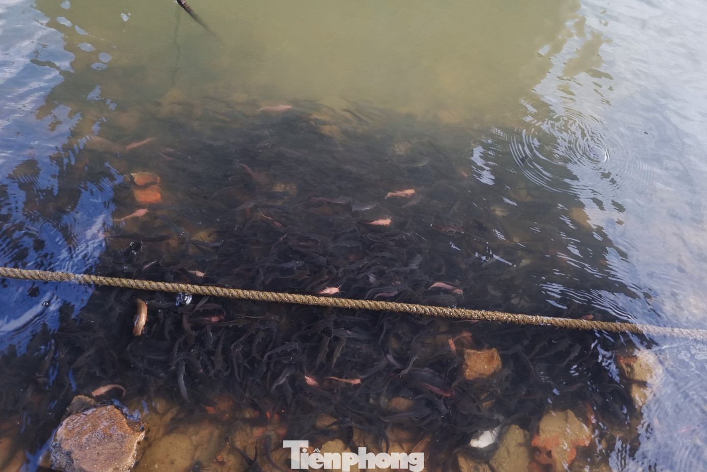 Hàng trăm kg cá được người dân phóng sinh ra sông.