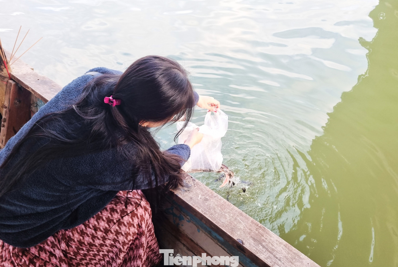 Thả cá phóng sinh xuống sông Cẩm Lệ.