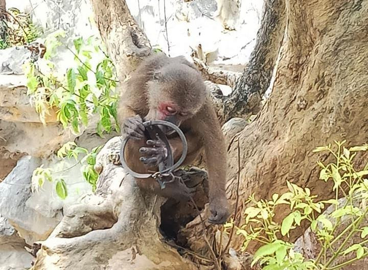 Hình ảnh khỉ loay hoay tìm cách gỡ bẫy trước đó. Ảnh: An Bình - Thanh Trúc.