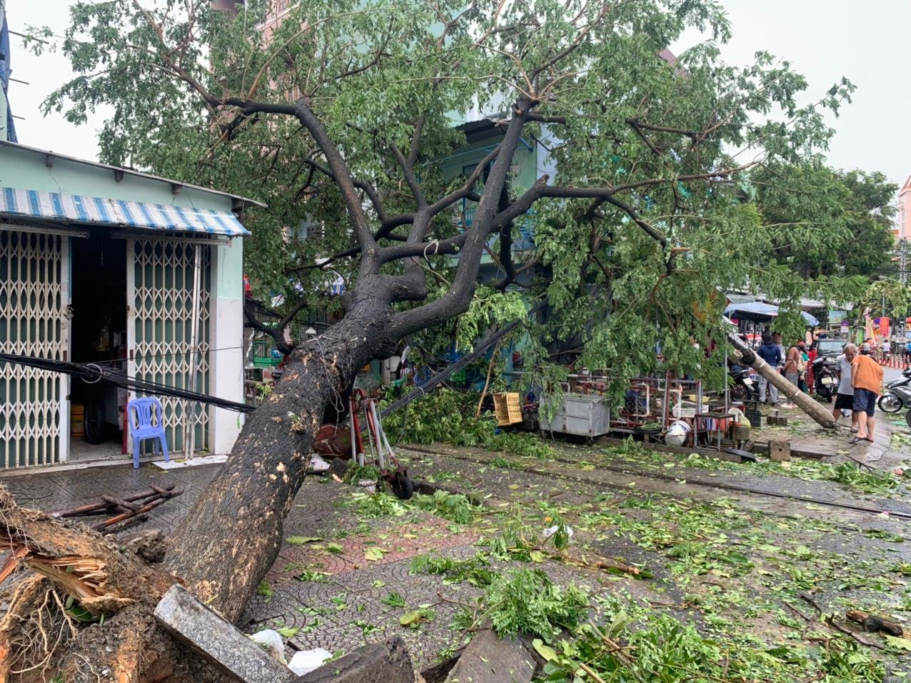 Cây bật gốc, đổ thẳng lên dây điện. Trường hợp này trước khi sửa chữa đường dây phải cưa cành, kéo cây đi nơi khác.