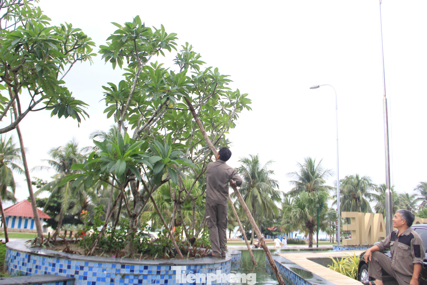 Nhân viên một khách sạn ven biển chằng chống những cây nhỏ trước khi bão vào. Đà Nẵng cũng chỉ đạo các đơn vị, địa phương tiếp tục theo dõi chặt chẽ diễn biến của bão để sẵn sàng triển khai ngay phương án sơ tán người dân; tổ chức phòng, chống cho các công trình xây dựng bảo đảm an toàn; lên phương án chuẩn bị lương thực, nước uống, nhiên liệu, các nhu yếu phẩm.