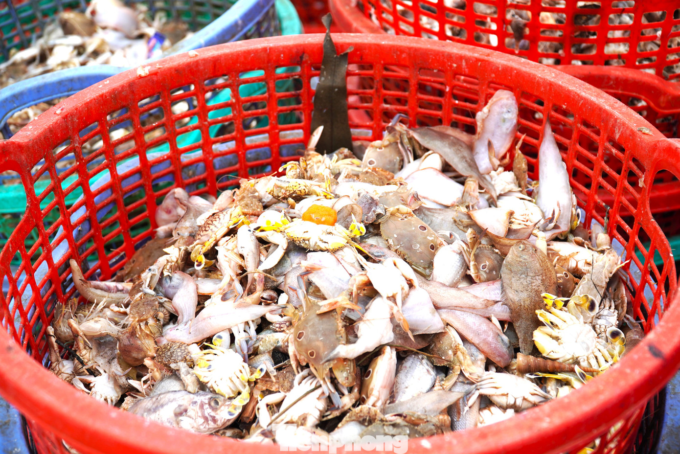 Du khách say mê nhặt và chụp ảnh những con ốc, ghẹ, tôm trên bãi biển Thọ Quang. Nhiều người khi biết nếu đến từ rạng sáng sẽ được đi tham quan chợ cá ven biển đã tỏ ra luyến tiếc. "Chắc chắn khi giới thiệu về Đà Nẵng với bạn bè, tôi sẽ nói họ đến đây", anh Steven chia sẻ.