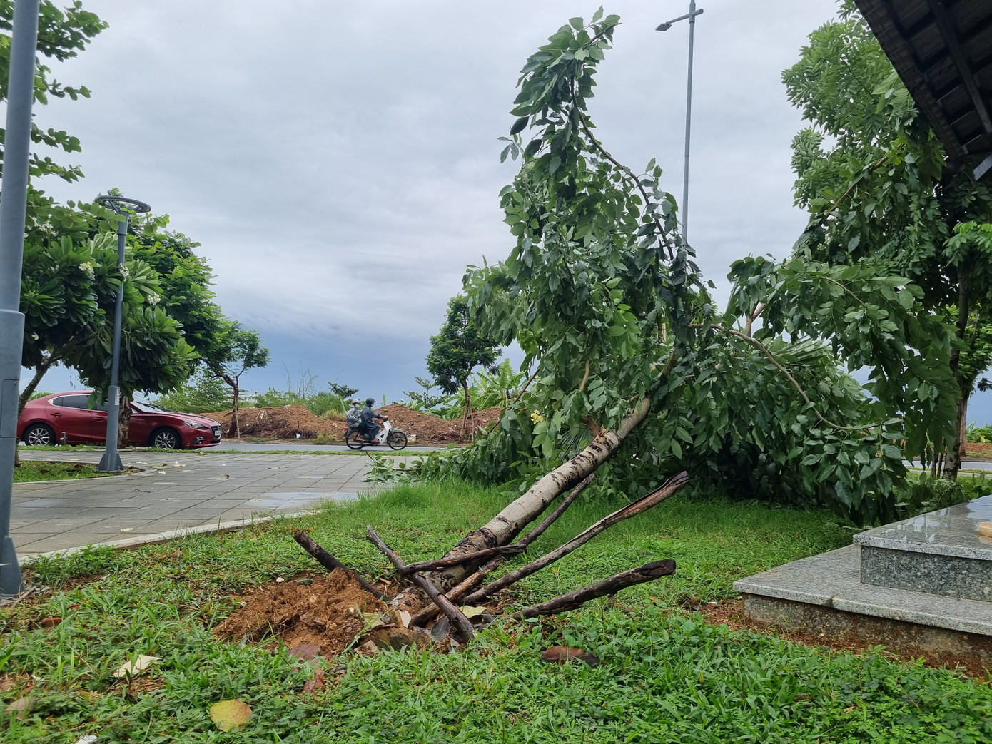 Gió mạnh quật ngã cây xanh nhiều nơi tại Đà Nẵng. Ảnh: Thanh Hiền.