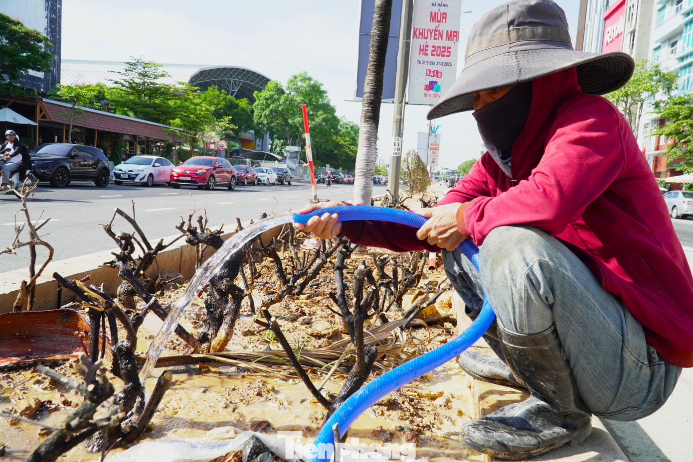 Chị Nguyễn Thị Quỳnh (quê Gia Lai) xuống Đà Nẵng làm gần một tuần qua. Công việc của chị là tưới hàng cây mới trồng trên đường 2/9. Những cây thấp dưới mặt đất tưới dễ, nhưng hàng dừa cao,chị phải ngẩng đầu với tay xịt nước, hứng trọn ánh mặt trời chói chang. Đứng giữa trời tưới khoảng 2 tiếng đồng hồ, người chị ướt sũng mồ hôi như vừa tắm xong.