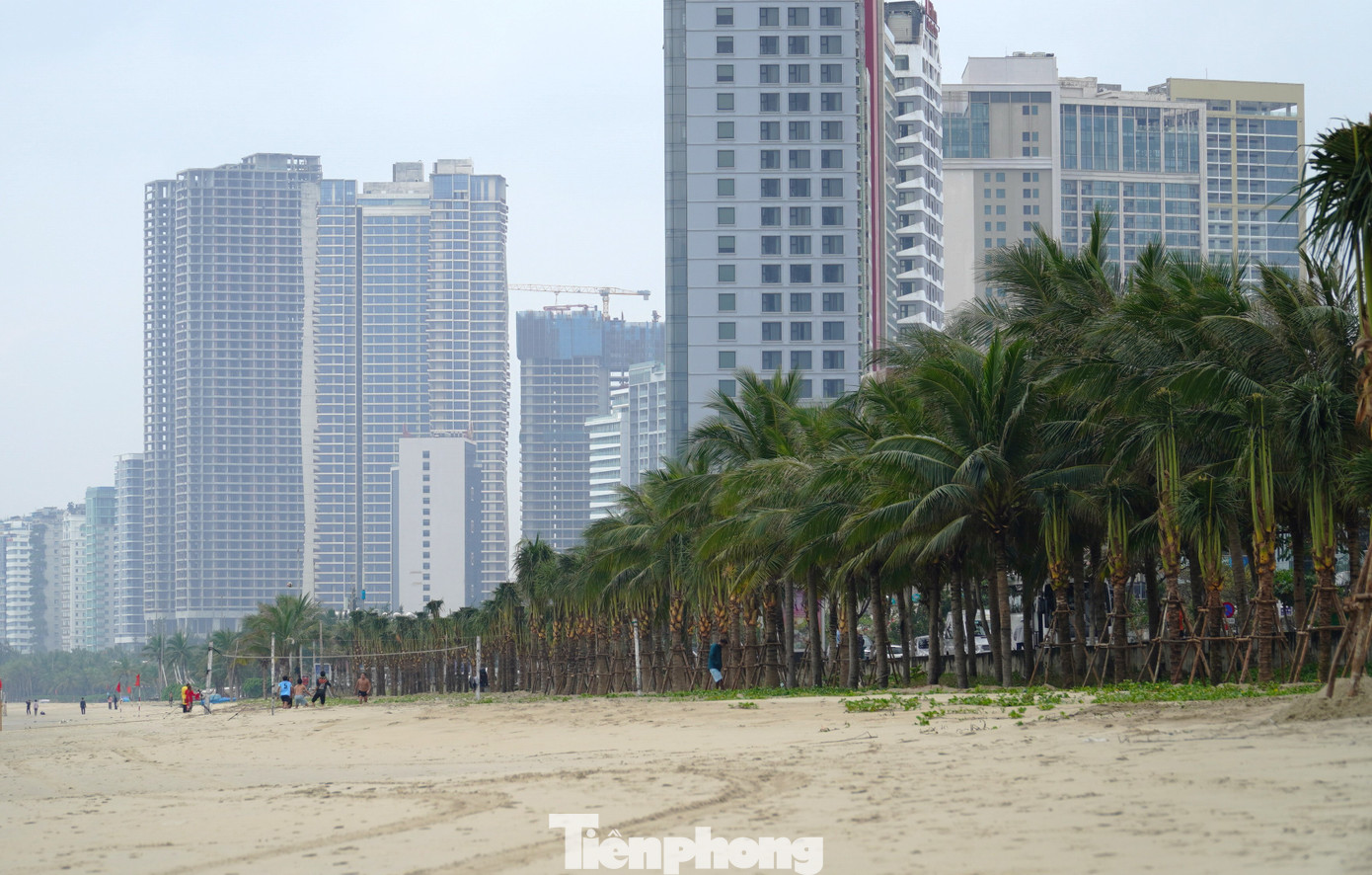 Những hàng dừa tạo mảng xanh, chống xâm thực, sạt lở cho bãi biển du lịch Đà Nẵng. Ảnh: Thanh Hiền. Những hàng dừa tạo mảng xanh, chống xâm thực, sạt lở cho bãi biển du lịch Đà Nẵng. Ảnh: Thanh Hiền.