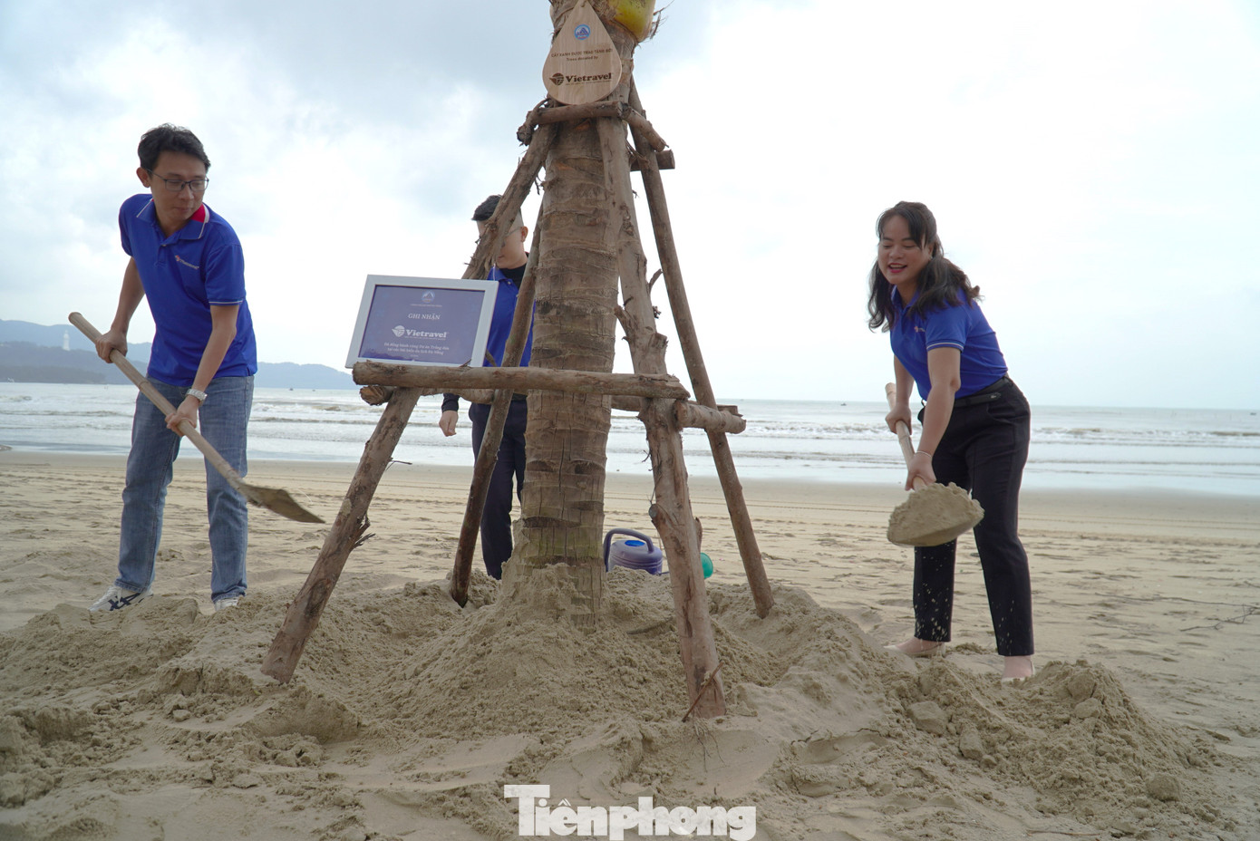 Nhờ sự chung tay của các cơ quan, doanh nghiệp, Đà Nẵng đã tiếp nhận gần 700 cây dừa. Ảnh: Thanh Hiền. Nhờ sự chung tay của các cơ quan, doanh nghiệp, Đà Nẵng đã tiếp nhận gần 700 cây dừa. Ảnh: Thanh Hiền.