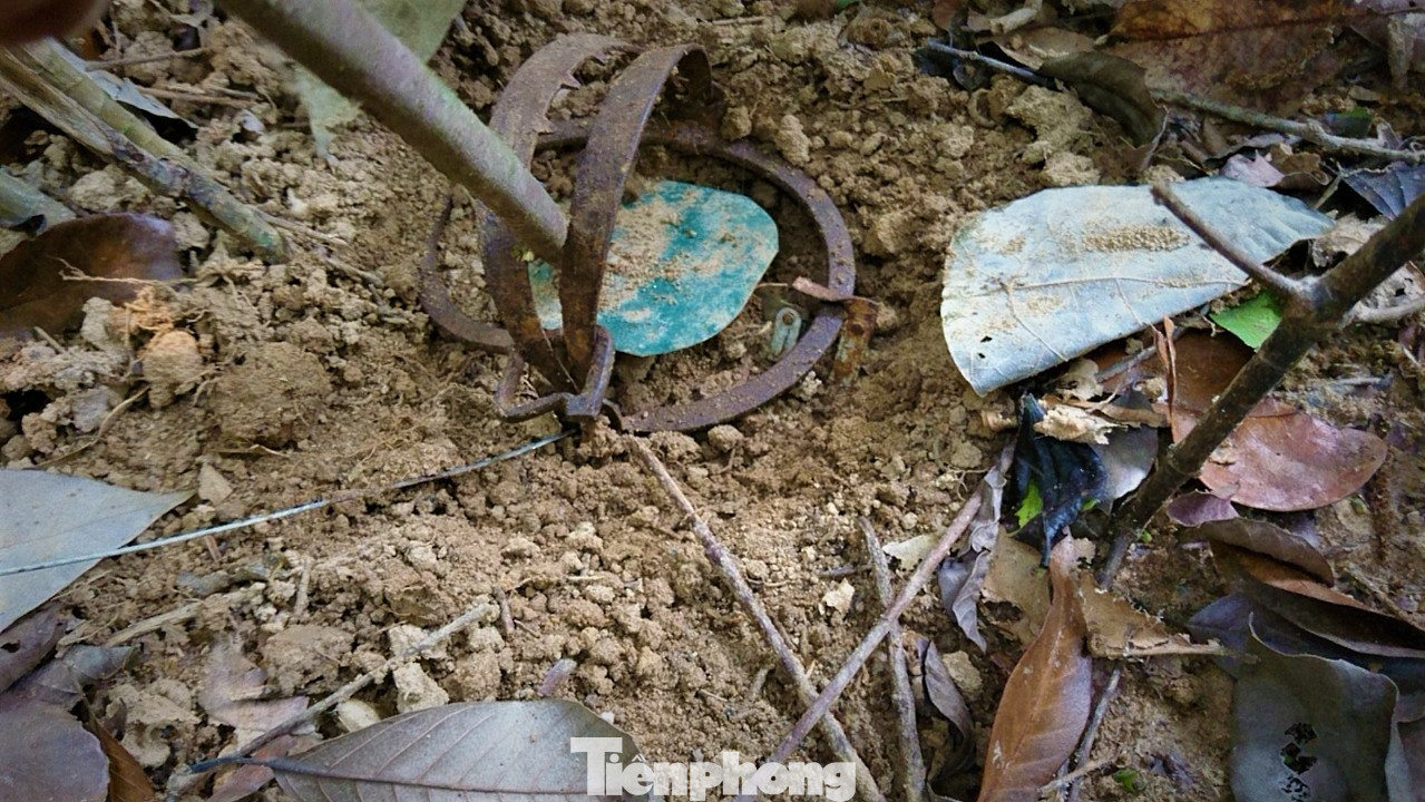Chiếc bẫy bị đặt dưới đất, ngụy trang bằng cây lá khô. Ảnh: T.T.