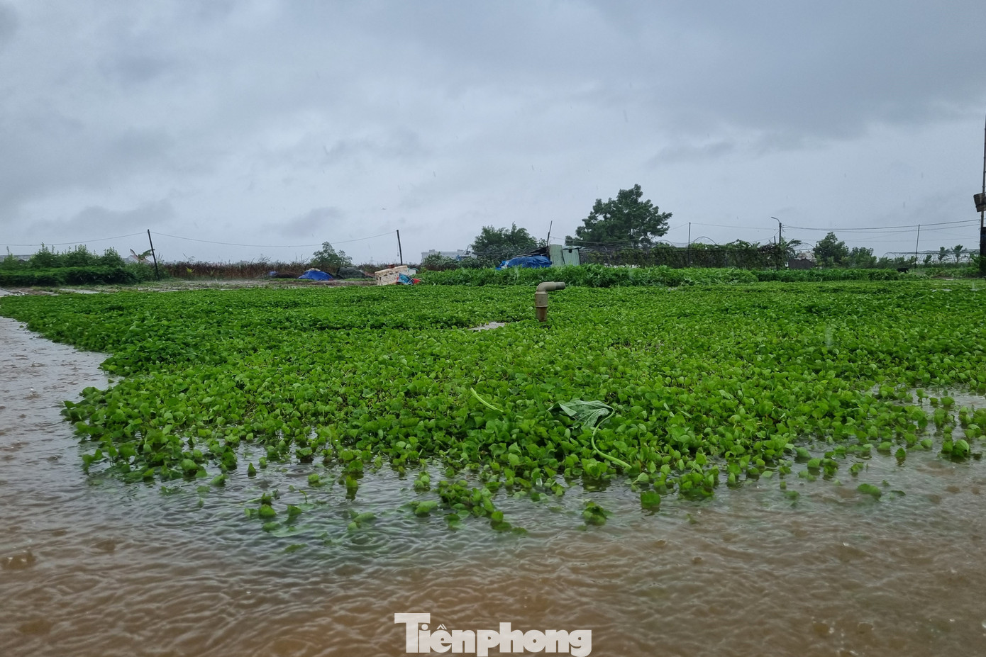 Bốn bề là nước. Làng rau La Hường rộng hơn 7ha, cung cấp một nguồn rau lớn cho thành phố Đà Nẵng. "Nhà ai xuống thật sớm thì cắt được ít rau mang đi bán, còn không thì thả tay. Giờ càng lúc nước càng lên cao. Chỉ cần ngâm một đêm thôi là nhiều loại rau thối liền", ông Dũng cho hay. Ảnh: Thanh Hiền.