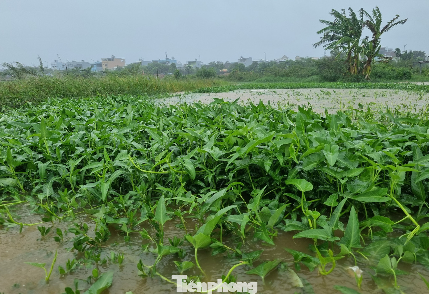 Bốn bề là nước. Làng rau La Hường rộng hơn 7ha, cung cấp một nguồn rau lớn cho thành phố Đà Nẵng. "Nhà ai xuống thật sớm thì cắt được ít rau mang đi bán, còn không thì thả tay. Giờ càng lúc nước càng lên cao. Chỉ cần ngâm một đêm thôi là nhiều loại rau thối liền", ông Dũng cho hay. Ảnh: Thanh Hiền.