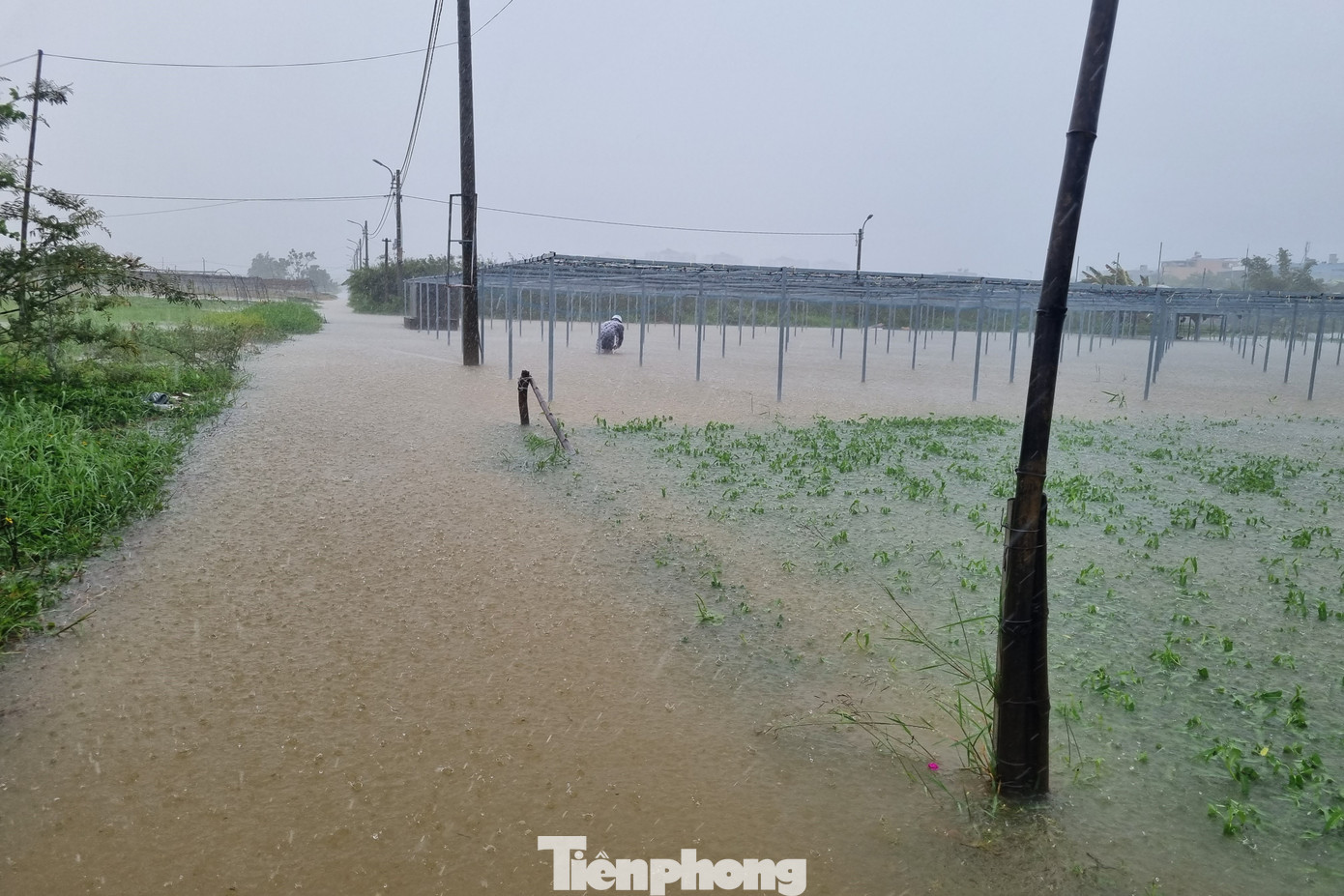 Vùng trồng rau La Hường ven sông Cẩm Lệ hiện đã bị nước bủa vây sau trận mưa kéo dài từ đêm 1/8 đến trưa nay (18/9). Lối vào vùng rau an toàn La Hường đã ngập sâu. Xung quanh chỉ còn trồi lên một số loại rau trồng trên luống cao. Theo người dân, sáng nay nước bắt đầu lên nhanh, bủa vây vùng rau. Ảnh: Thanh Hiền.
