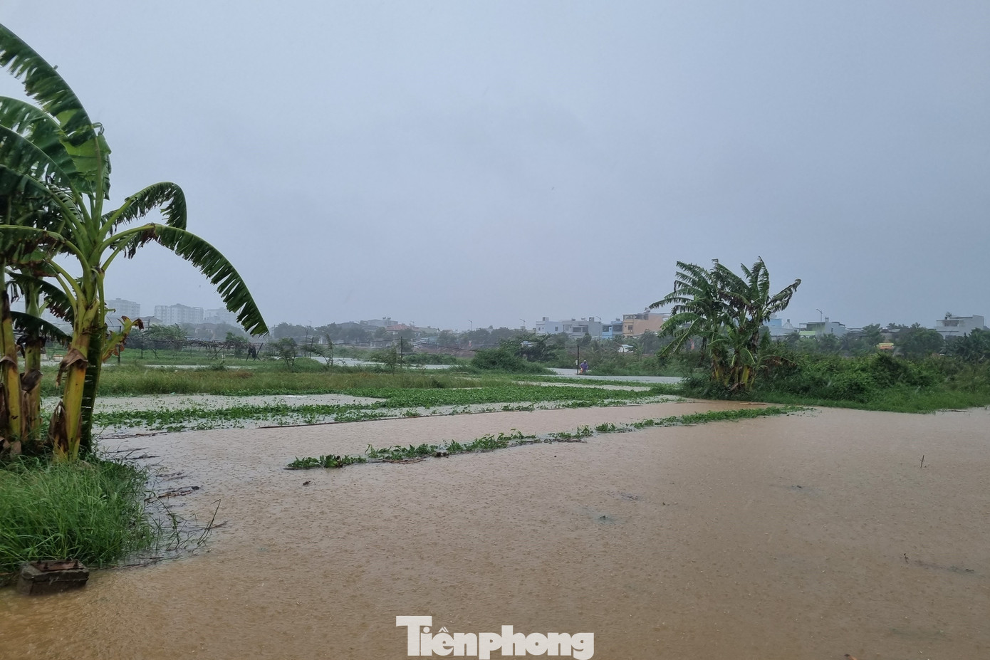 Bốn bề là nước. Làng rau La Hường rộng hơn 7ha, cung cấp một nguồn rau lớn cho thành phố Đà Nẵng. "Nhà ai xuống thật sớm thì cắt được ít rau mang đi bán, còn không thì thả tay. Giờ càng lúc nước càng lên cao. Chỉ cần ngâm một đêm thôi là nhiều loại rau thối liền", ông Dũng cho hay. Ảnh: Thanh Hiền.