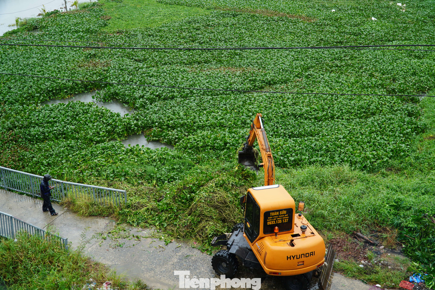 Xe múc vớt bèo để khơi thông dòng chảy xung quanh vùng rau. Theo Đài khí tượng thủy văn khu vực Trung Trung Bộ, từ nay đến trưa 20/9, quận Cẩm Lệ có tổng lượng mưa 150-300mm, có nơi trên 450mmm. Ảnh: Thanh Hiền.