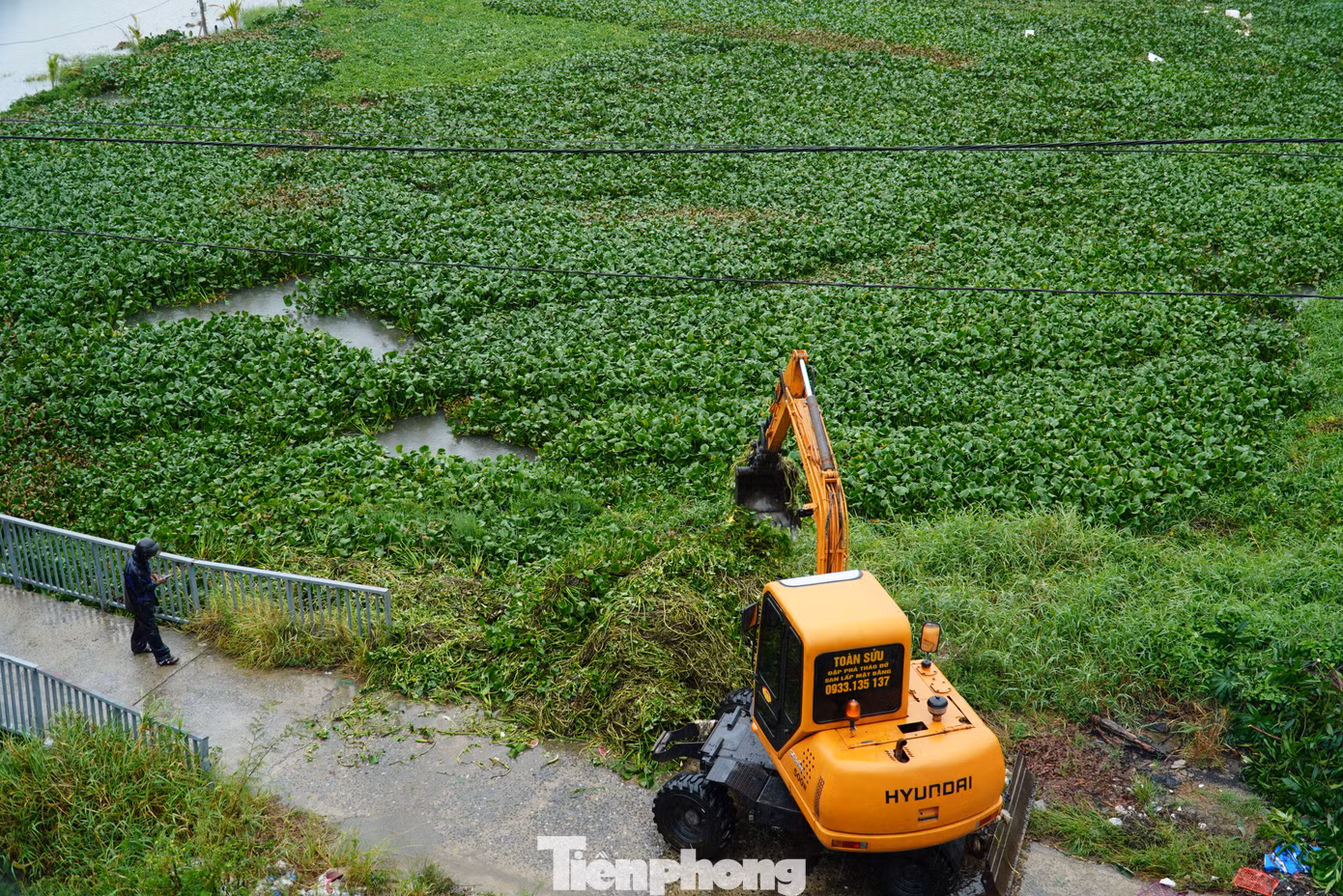 Xe múc vớt bèo để khơi thông dòng chảy xung quanh vùng rau. Theo Đài khí tượng thủy văn khu vực Trung Trung Bộ, từ nay đến trưa 20/9, quận Cẩm Lệ có tổng lượng mưa 150-300mm, có nơi trên 450mmm. Ảnh: Thanh Hiền.