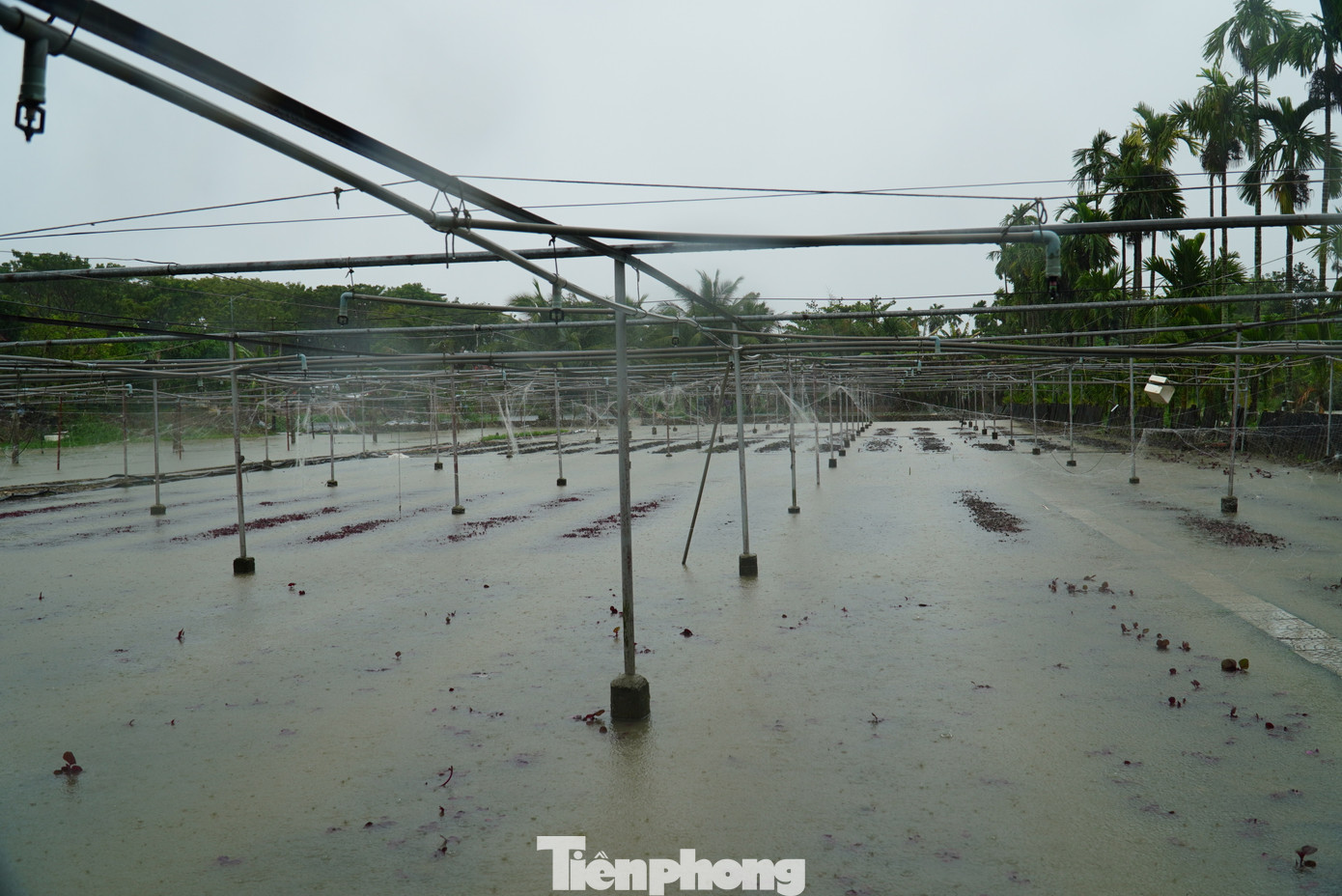 Nhiều thửa đất mới gieo trồng đã bị nước ngâm hư hại. Bà Nguyễn Thị Đây (phường Khuê Trung, quận Cẩm Lệ) cho hay nhà bà có hơn 2 sào rau, hiện tất cả đã chìm trong nước. Ảnh: Thanh Hiền.