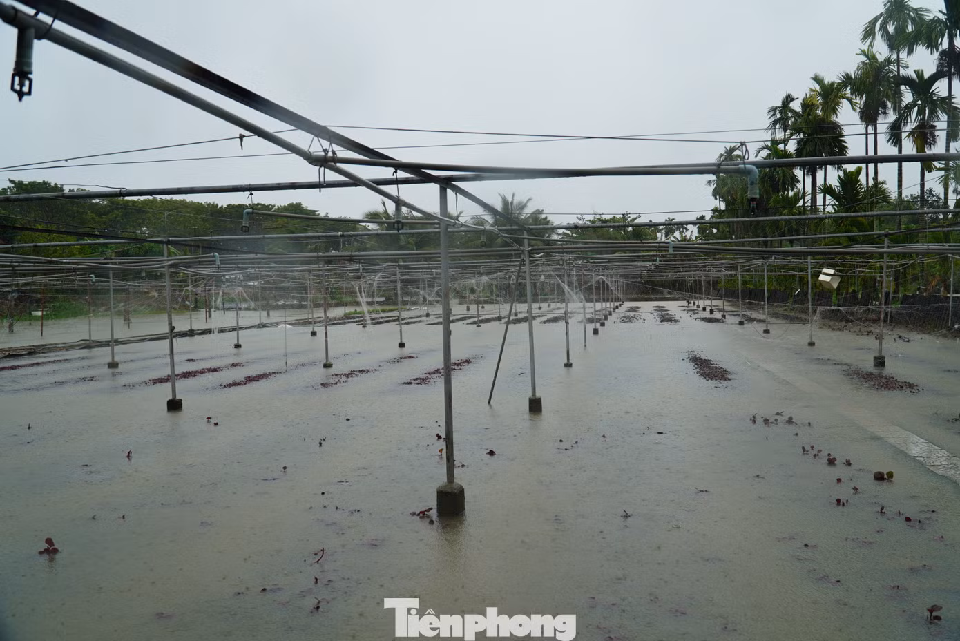 Nhiều thửa đất mới gieo trồng đã bị nước ngâm hư hại. Bà Nguyễn Thị Đây (phường Khuê Trung, quận Cẩm Lệ) cho hay nhà bà có hơn 2 sào rau, hiện tất cả đã chìm trong nước. Ảnh: Thanh Hiền.