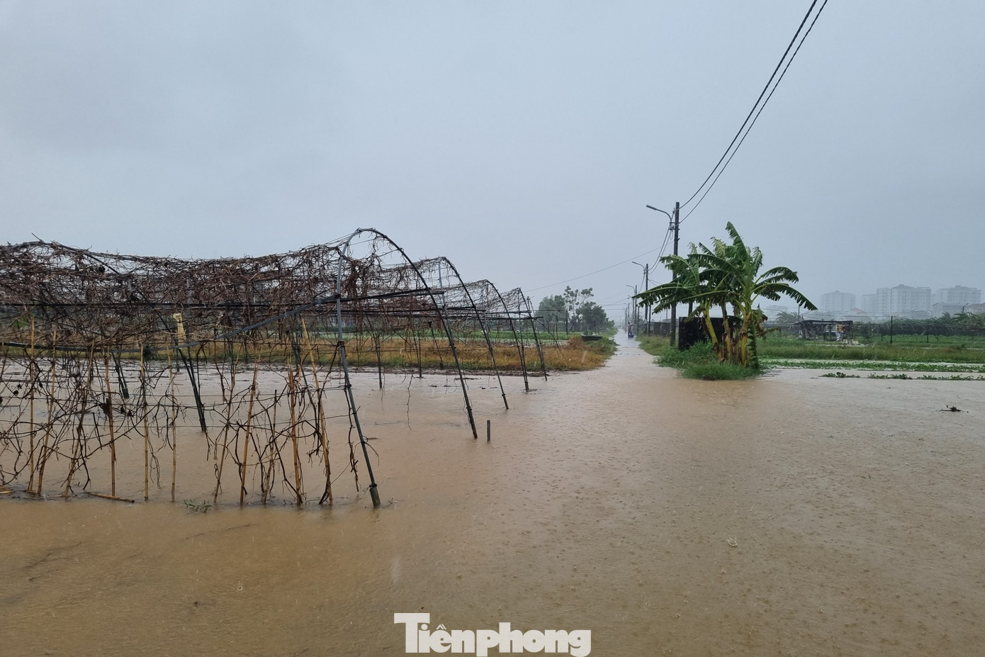 Bốn bề là nước. Làng rau La Hường rộng hơn 7ha, cung cấp một nguồn rau lớn cho thành phố Đà Nẵng. "Nhà ai xuống thật sớm thì cắt được ít rau mang đi bán, còn không thì thả tay. Giờ càng lúc nước càng lên cao. Chỉ cần ngâm một đêm thôi là nhiều loại rau thối liền", ông Dũng cho hay. Ảnh: Thanh Hiền.