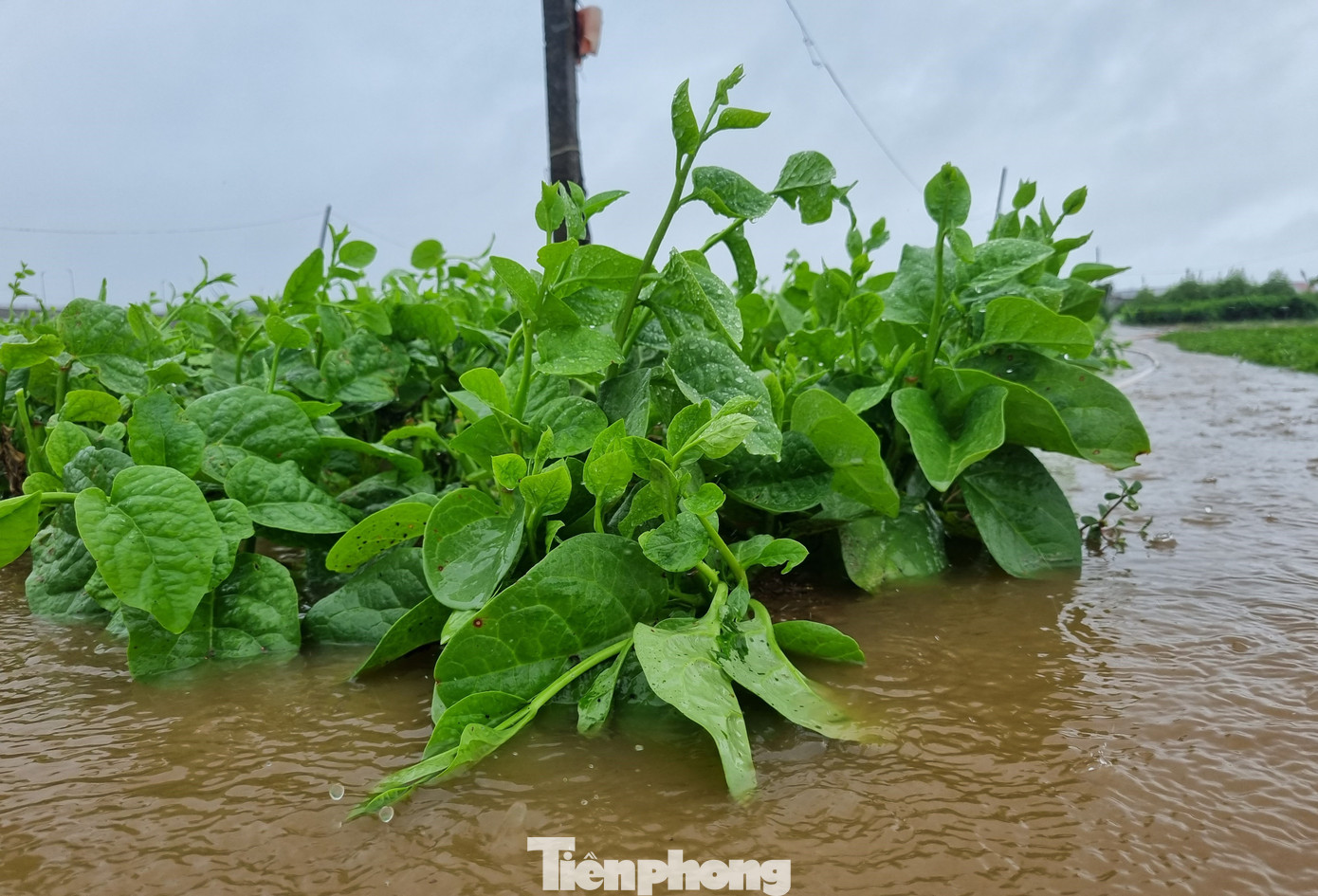 Những loại rau như mồng tơi, cải, xà lách...chỉ cần ngâm nước trong thời gian ngắn là không thể cứu vớt. Ảnh: Thanh Hiền.