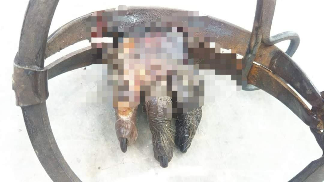 Chú khỉ tội nghiệp đã mất bàn chân vì chiếc bẫy tàn nhẫn. Ảnh: An Bình - Thanh Trúc.