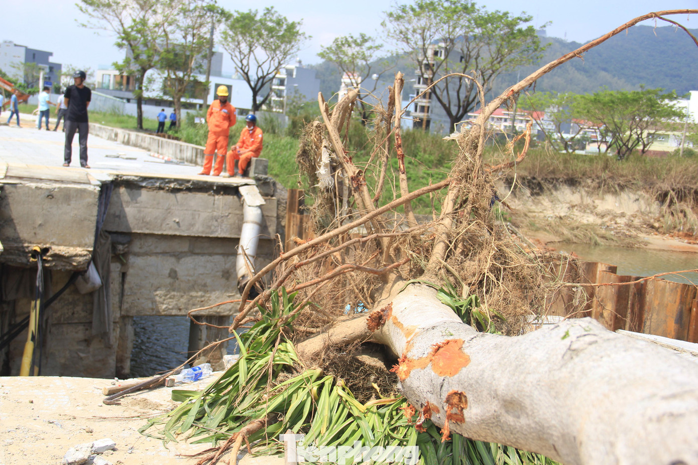 Cây lâu năm bị đánh bật gốc.