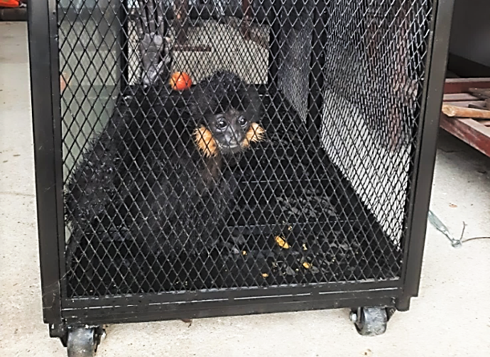 Lực lượng chức năng đang chăm sóc và sẽ thả vượn về môi trường tự nhiên.