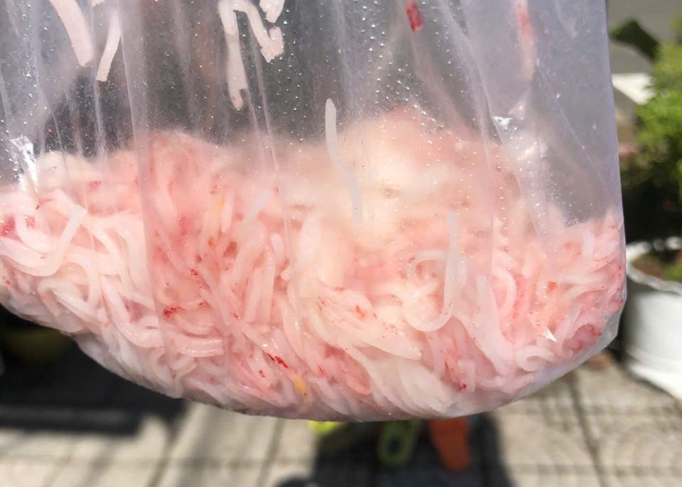 Bún tươi mua về chuyển sang màu đỏ.