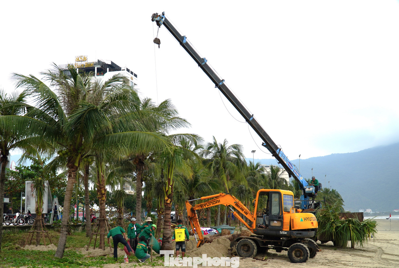 Nhờ sự chung tay của các cơ quan, doanh nghiệp, Đà Nẵng đã tiếp nhận gần 700 cây dừa. Ảnh: Thanh Hiền. Nhờ sự chung tay của các cơ quan, doanh nghiệp, Đà Nẵng đã tiếp nhận gần 700 cây dừa. Ảnh: Thanh Hiền.