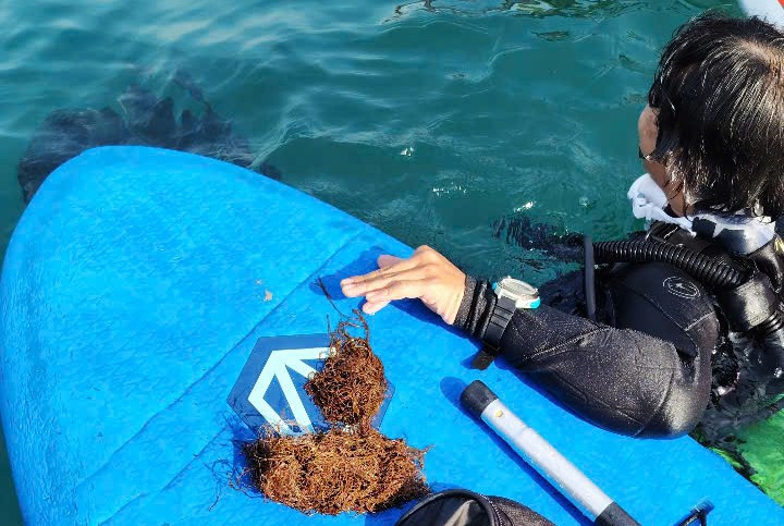 Chai nhựa, bao ni lon, lưới ma... được các bạn trẻ gom lại rất nhiều trên biển. Lưới ma là loại rác dọn khó khăn nhất, vì nó chìm dưới đáy biển, quấn vào các rạn san hô. Muốn gỡ chúng phải lặn xuống biển, tìm mối của nó rồi mới cắt. Chai nhựa, bao ni lon, lưới ma... được các bạn trẻ gom lại rất nhiều trên biển. Lưới ma là loại rác dọn khó khăn nhất, vì nó chìm dưới đáy biển, quấn vào các rạn san hô. Muốn gỡ chúng phải lặn xuống biển, tìm mối của nó rồi mới cắt.