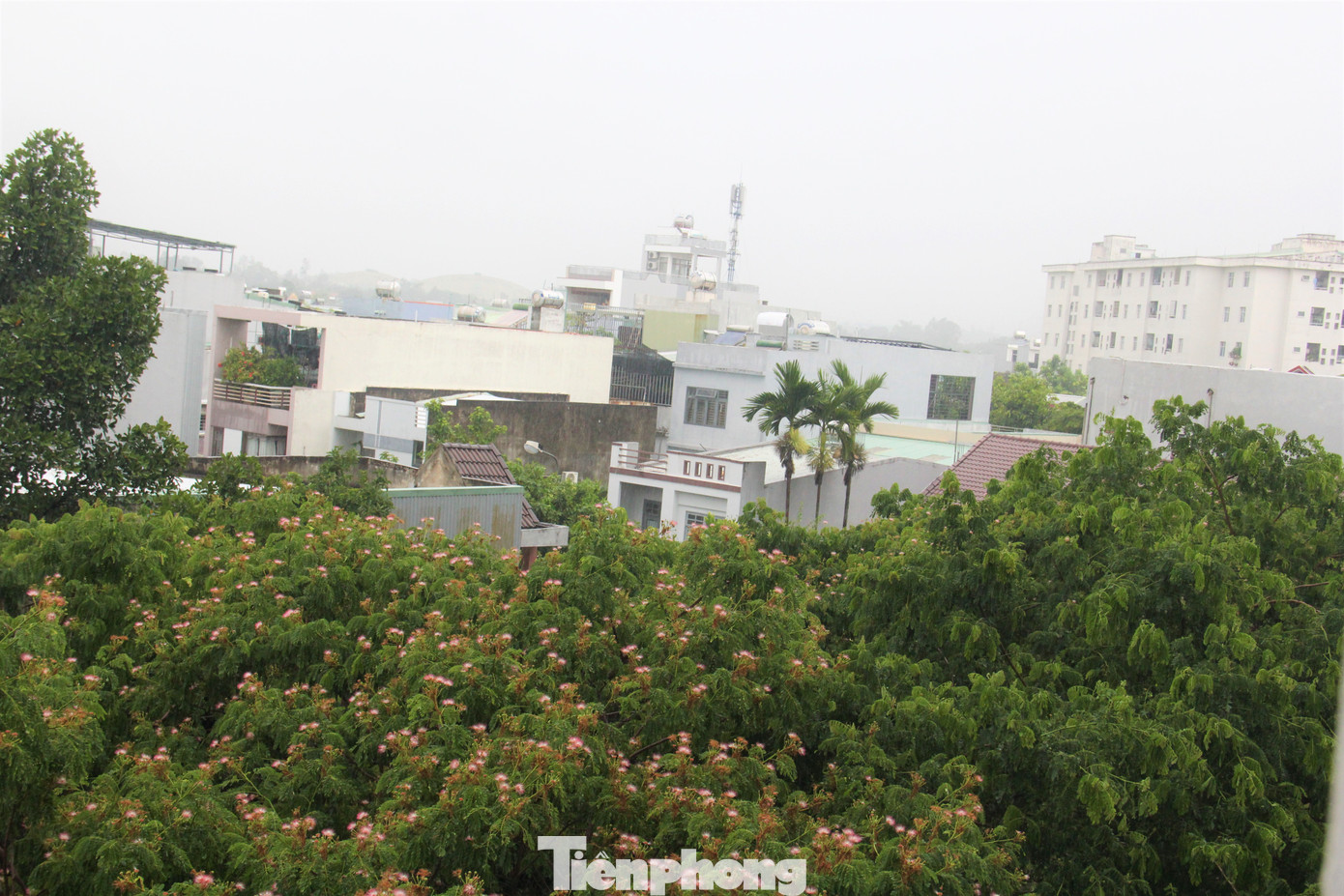 Phố phường, cây cối được 'tắm mát' sau nhiều ngày nắng nóng. Ảnh: Thanh Hiền. Phố phường, cây cối được 'tắm mát' sau nhiều ngày nắng nóng. Ảnh: Thanh Hiền.