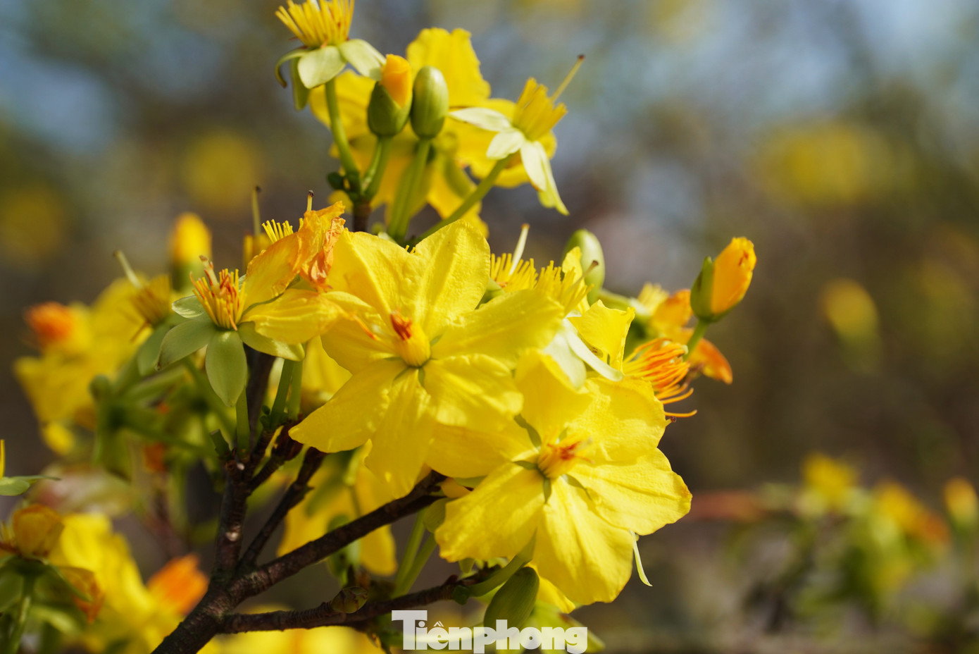 Hoa mai cần nắng để nở đẹp nhưng những ngày cuối năm trời lại trở rét. Các chủ vườn cho hay đã dùng nhiều cách để kích hoa nở sớm tuy nhiên vẫn không cải thiện. "Đã lạnh rồi còn mưa nữa thì không mong chờ gì thêm, chắc chắn phải chở về lại, coi như năm nay thua", chị Nguyễn Thị Lan (Quảng Nam) xác định.