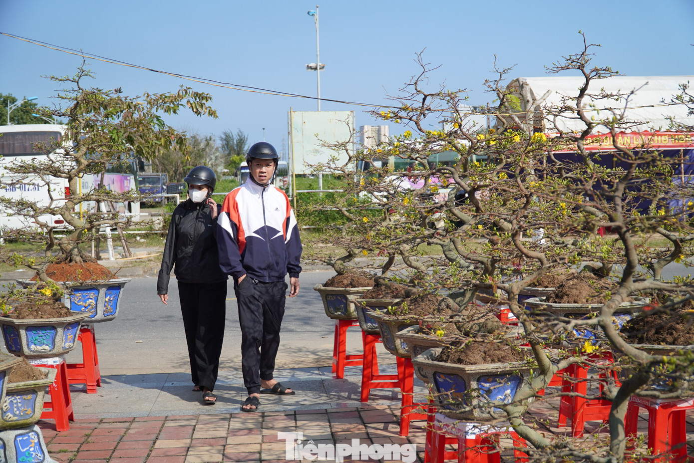 Những chậu mai thế đẹp, độc dự tính bán từ vài triệu đến hàng chục, hàng trăm triệu vì không có hoa nên không ai cần hỏi giá. Khách chỉ xem rồi quay lưng.