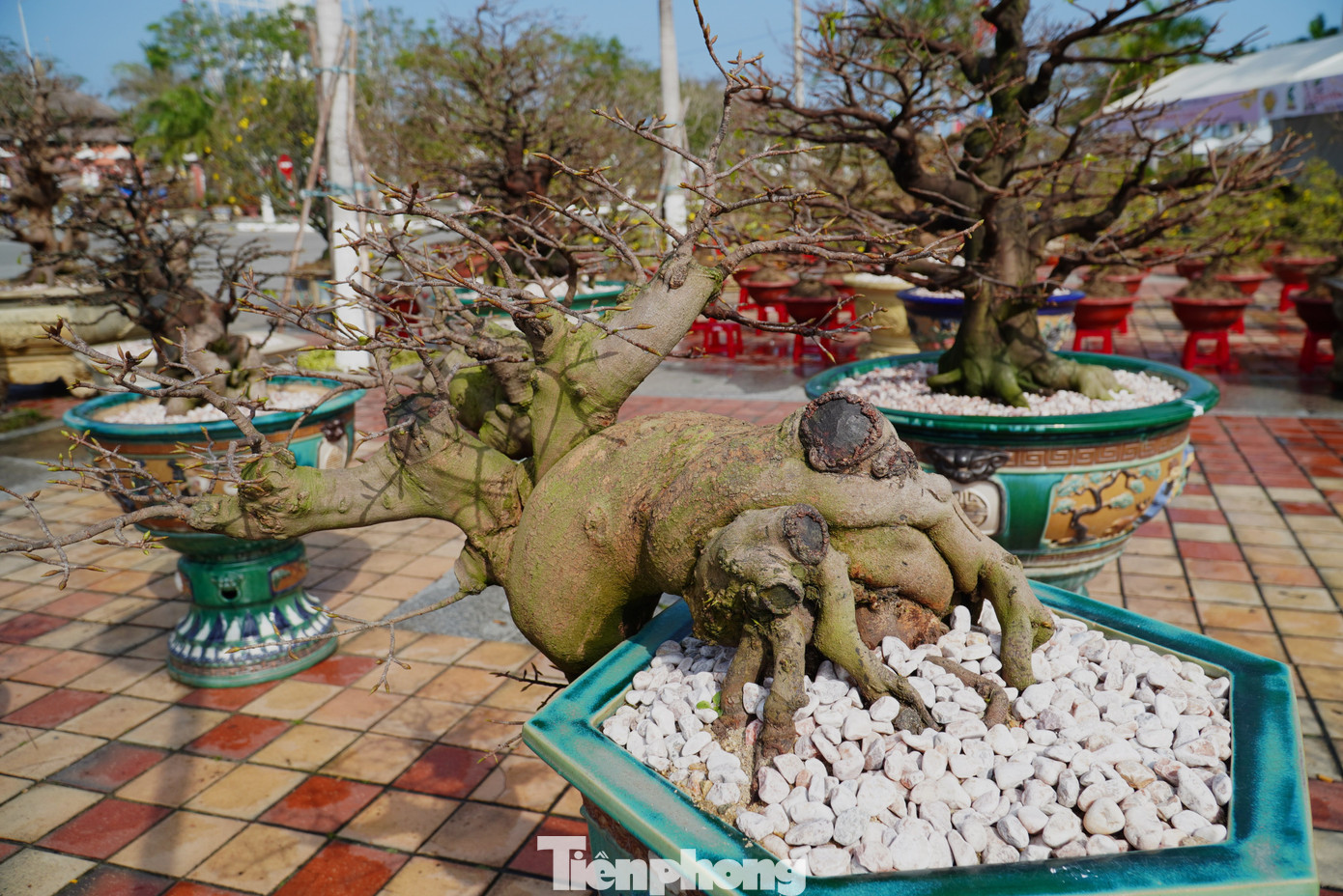 Những chậu mai thế đẹp, độc dự tính bán từ vài triệu đến hàng chục, hàng trăm triệu vì không có hoa nên không ai cần hỏi giá. Khách chỉ xem rồi quay lưng.