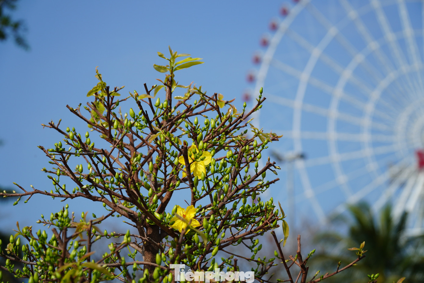 Các nhà vườn còn "run" vì dự báo thời tiết từ 26/1, không khí lạnh sẽ tăng cường và ảnh hưởng đến Đà Nẵng. "Tụi tui trông trời nắng để hoa có chớm thêm chừng nào hay chừng đó, chứ còn lạnh thì chấp nhận thả tay, không vớt vát gì được nữa", một chủ vườn hụt hẫng.