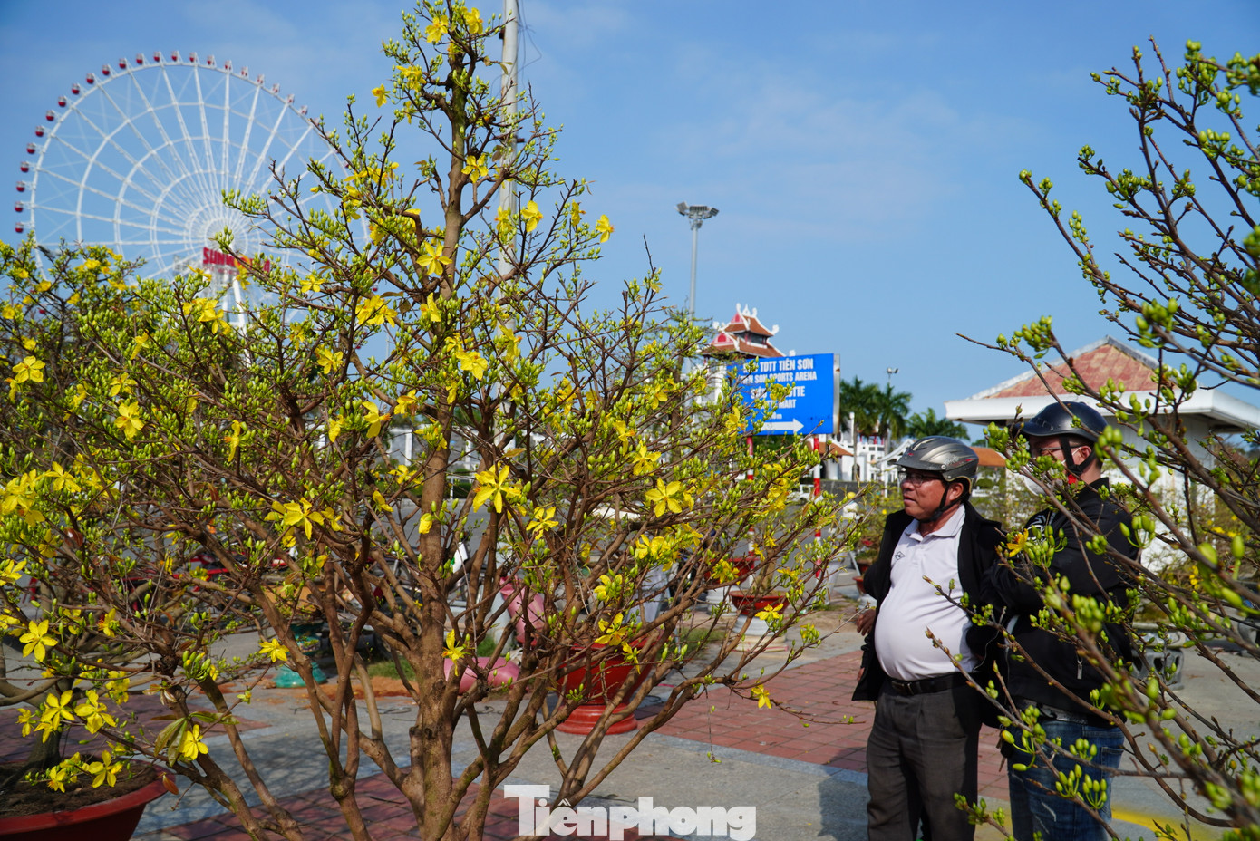 Khách tìm tới những chậu đã nở để an tâm hoa rực rỡ đúng vào dịp Tết.