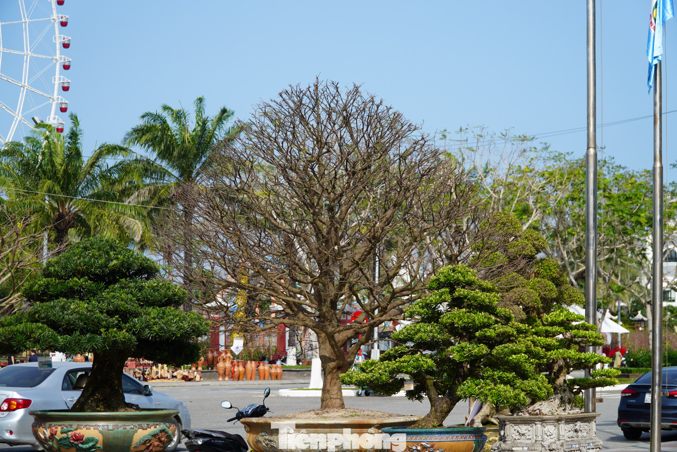 Những chậu mai thế đẹp, độc dự tính bán từ vài triệu đến hàng chục, hàng trăm triệu vì không có hoa nên không ai cần hỏi giá. Khách chỉ xem rồi quay lưng.