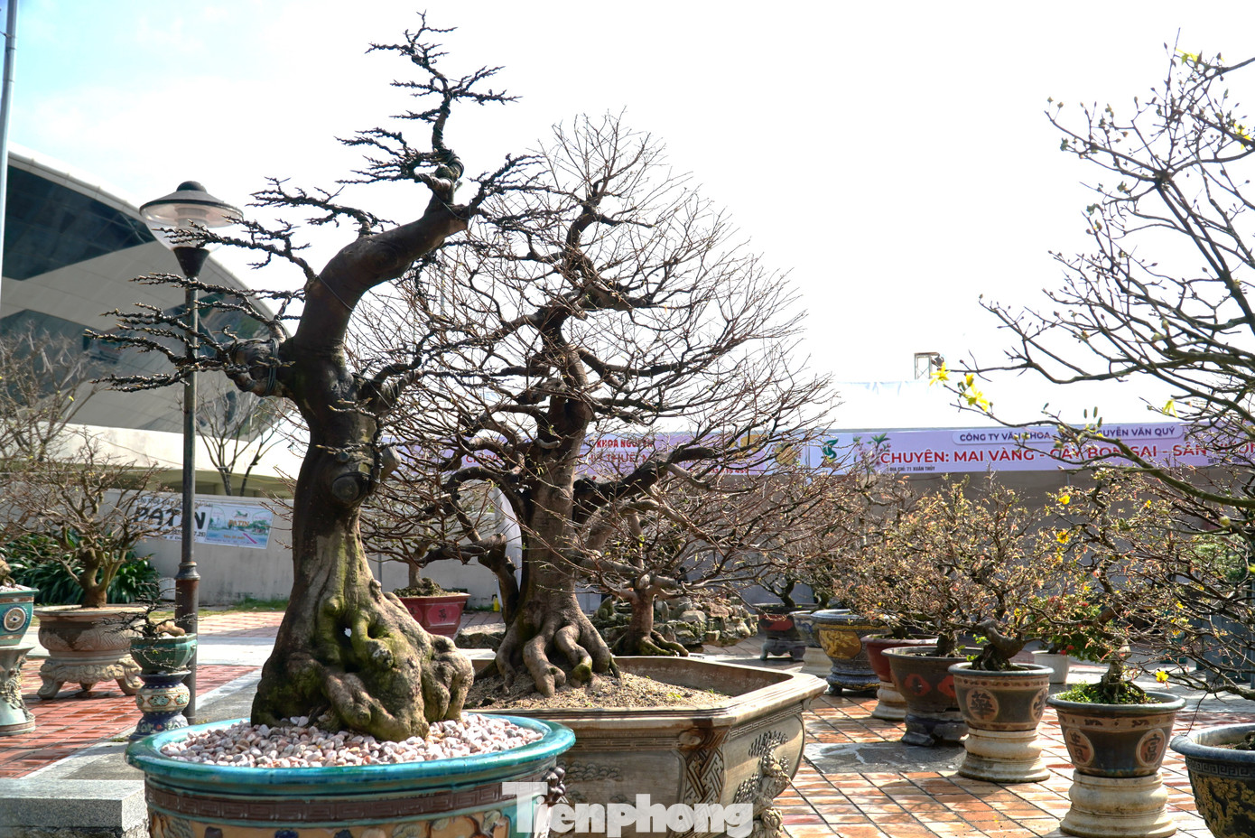 Những chậu mai đủ loại lớn nhỏ không nở đầy rẫy trong chợ hoa Đà Nẵng. Các nhà vườn cho hay năm nay hoa nở tệ hơn các năm trước do trời lạnh và mưa nhiều. Mai toàn búp nhỏ không thu hút được khách mua. Ảnh: Thanh Hiền.