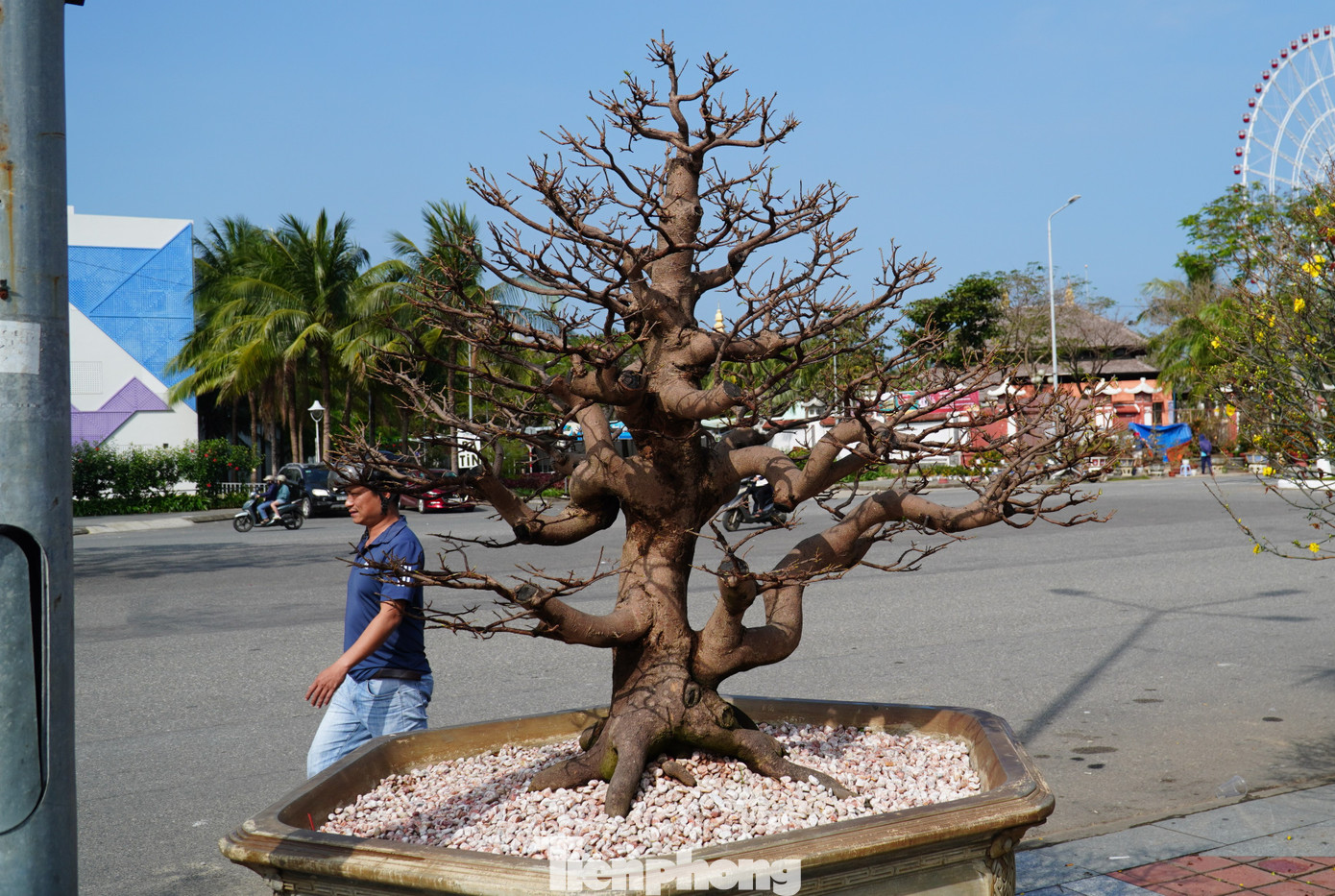 Những chậu mai thế đẹp, độc dự tính bán từ vài triệu đến hàng chục, hàng trăm triệu vì không có hoa nên không ai cần hỏi giá. Khách chỉ xem rồi quay lưng.