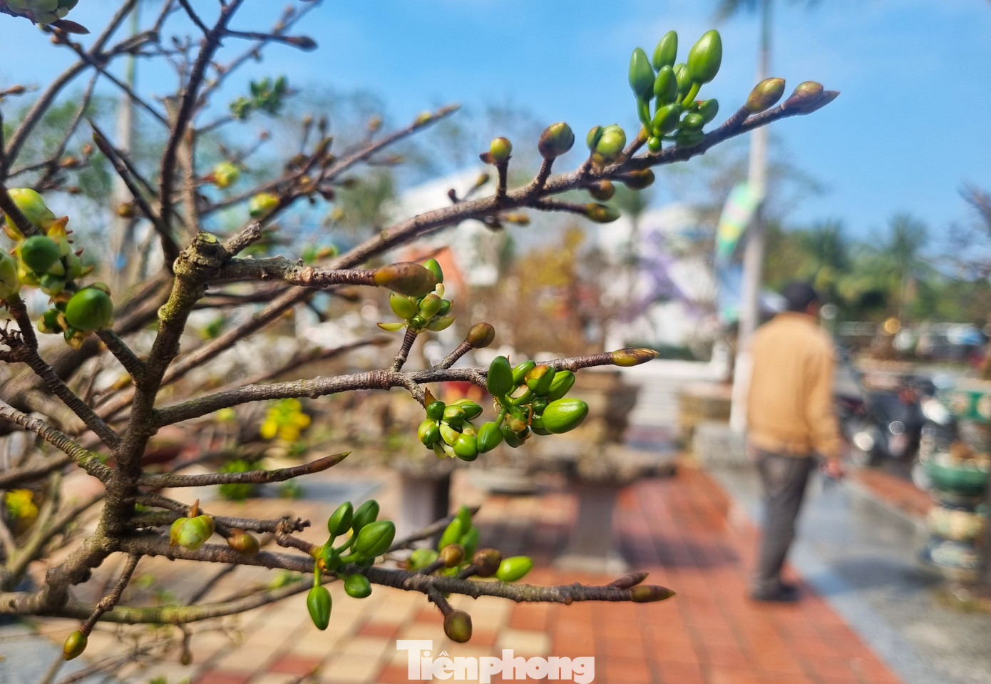 Búp mai không chịu hé dù chỉ còn vài ngày nữa là đến Tết. Anh Nguyễn Cường (quê Bình Định) cho hay năm nay anh đưa ra Đà Nẵng gần 50 gốc mai và bán rất chậm do hoa không nở. "Mọi năm tầm này người dân đã tới mua gần hết hoa vì tâm lý ai cũng mua sớm để chưng trước Tết, vậy mà giờ ế ẩm quá. Khách thấy hoa không nở, sợ "nín" luôn cả Tết nên không dám mua", anh rầu rĩ.