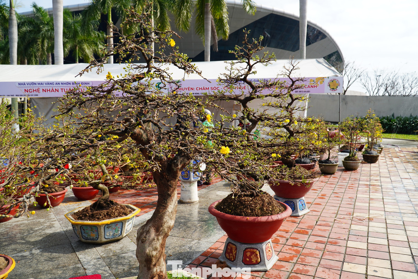 Các nhà vườn còn "run" vì dự báo thời tiết từ 26/1, không khí lạnh sẽ tăng cường và ảnh hưởng đến Đà Nẵng. "Tụi tui trông trời nắng để hoa có chớm thêm chừng nào hay chừng đó, chứ còn lạnh thì chấp nhận thả tay, không vớt vát gì được nữa", một chủ vườn hụt hẫng.