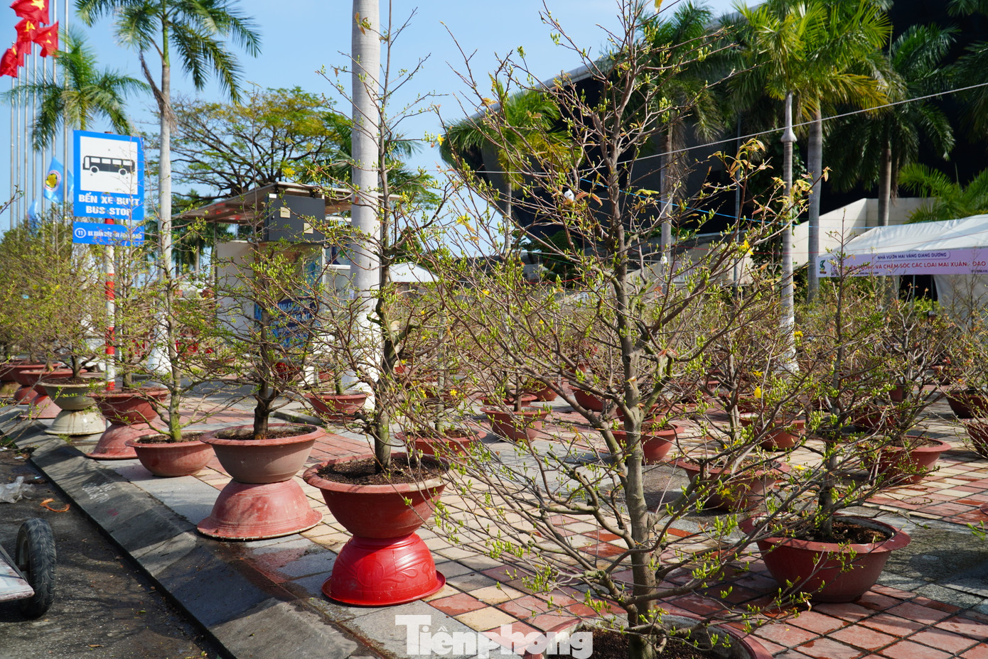 Các nhà vườn còn "run" vì dự báo thời tiết từ 26/1, không khí lạnh sẽ tăng cường và ảnh hưởng đến Đà Nẵng. "Tụi tui trông trời nắng để hoa có chớm thêm chừng nào hay chừng đó, chứ còn lạnh thì chấp nhận thả tay, không vớt vát gì được nữa", một chủ vườn hụt hẫng.